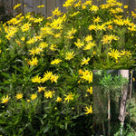 Euryops Pectinatus Viridis Plant Yellow Bushes 5 Gallon Live Plant Flower Daisy Bush G