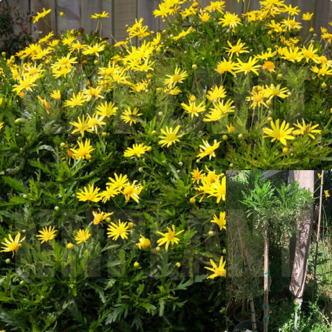 Euryops Pectinatus Viridis Plant Yellow Bushes 5 Gallon Live Plant Flower Daisy Bush G