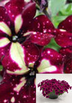 Petunia Sky Burgandy 10Inches Pot Live Plant Vine Plant Sky Burgundy Petunia Headliner Starry Burgundy Sky Petun