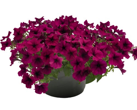 Petunia Sky Burgandy 10Inches Pot Live Plant Vine Plant Sky Burgundy Petunia Headliner Starry Burgundy Sky Petun