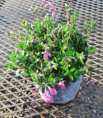 Phlox Woodlander Pink 1Gallon Pot Plant Wild Sweet William Live Plant Mr7