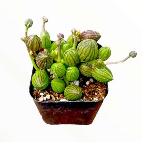 String Of Melon Plant 4Inches String Of Tears Plant Curio Herreanus Plant Hanging Succulent Live Plant Ht7