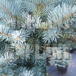 Picea Pun Globosa Plant Colorado Spruce 2 Gallon Live Plant Outdoor Tree Gr7