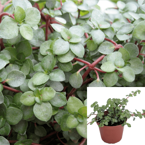 Pilea Glauca L Red Stem Baby Tears Aquamarine ive Plant Ht7 Best 6Pack Of 2 Inches Pot