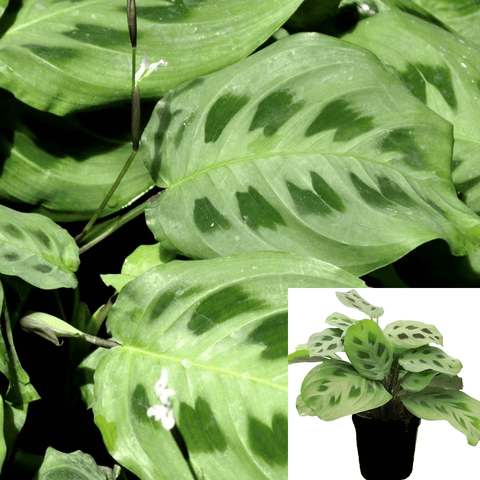 live prayer plant near me Maranta le. kerchoviana 4in Prayer Plant