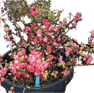 Chaenomeles Red 5 Gallon Japanese Quince Plant Flower Outdoor Live Plant Ho7