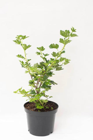 Gooseberry Hinnonmaki Red 5 Gallon Plant Ribes Uva Crispa Hinnonmaki Red Plant Outdoor Fruit Tree Live Plant Dw7Ht7