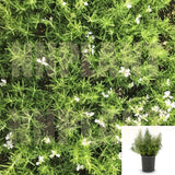 Rosmarinus Off Huntington Carpet 1 Gallon Prostrate Rosemary Live Plant Herbdbal Ht7
