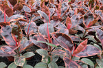 Rubber Ruby Plant 6Inches Pot Ficus Elastica Ruby Plant Premium Indoor Live Plant Ht7