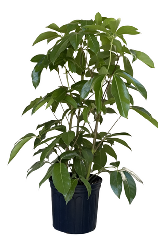 Schefflera Amate Plant 2Gallon Pot Umbrella Plant Umbrella Tree Plant Indoor Easy Care Houseplant Foliage Live Plant Ht7