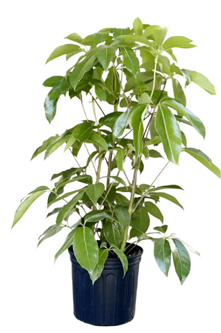 Schefflera Amate Plant 6Inches Pot Umbrella Plant Umbrella Tree Plant Indoor Easy Care Houseplant Foliage Live Plant