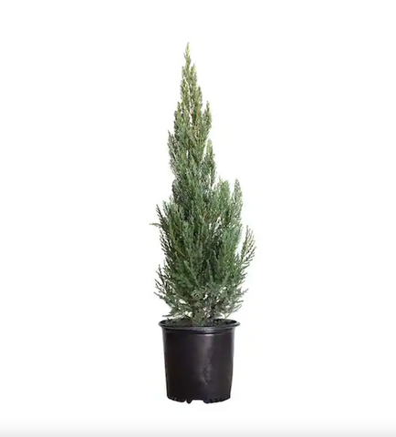 Juniperus Scop Wichita Blue 3 Gallon Plant gray blue Rocky Mountain Juniper Live Plant Mr7Ht7 best