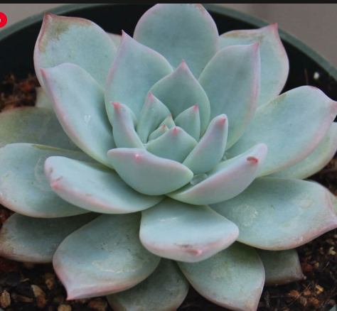 Echeveria Blue Bird Succulent Echeverie Blue chubby Imbrica succulents Live plant ht7 best SHip in May