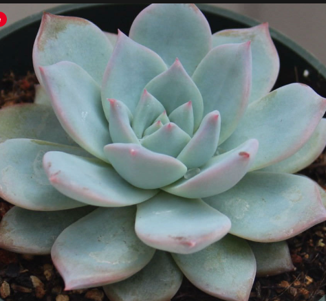 Echeveria Blue Bird Succulent Echeverie Blue chubby  Imbrica succulents  Live plant ht7