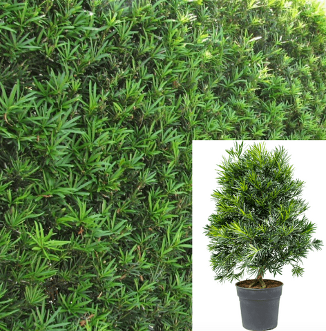 Podocarpus Macro Maki 4in pot  Plant Compact Yew Pine Plant Podocarpus Macrophyllus Maki Live Plant Outdoor Plant Tree Gr