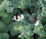10 Cuttings Pelargonium Fragrans Nutmeg Pink White Geranium Mosquito Repellent Live Plant Ht7 Best Not Rooted