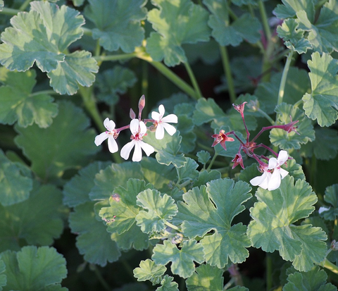 10 Cuttings Pelargonium Fragrans Nutmeg Pink White Geranium Mosquito Repellent Live Plant Ht7 Best Not Rooted