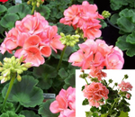 10 Cuttings Geranium Zonal Evening Glow Plant Light Orange Salmon Pelargonium Zonale Patriot Live Plant No Rooted