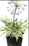 Agapanthus Africanus Tinkerbell 4Inches African Lily White And Green Live Plant Ho7Ht7