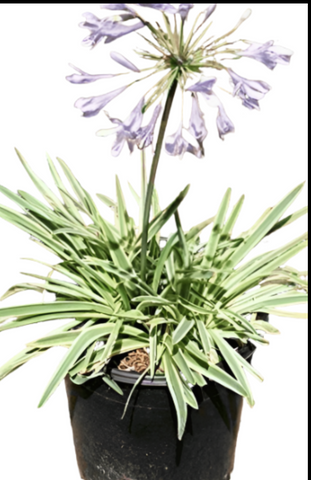 Agapanthus Africanus Tinkerbell 4Inches African Lily White And Green Live Plant Ho7Ht7