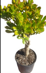 Crassula Ovata Sunset Plant 5 Gallon Ht7 Golden Orange Red Edge Jade Tree Succulent Live Plant Ht7 Best