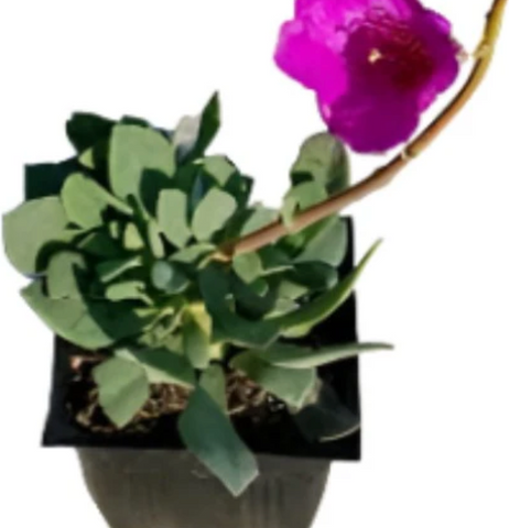 Calandrina Jazz Time 4Inches Plant Calandrinia Spectabillis Pink Jade Outdoor Ground Cover Best Live Plant Ht7