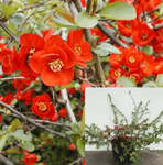 Chaenomeles Hybrid Blood Red 1 Gallon Floweing Quince Single Flower Best