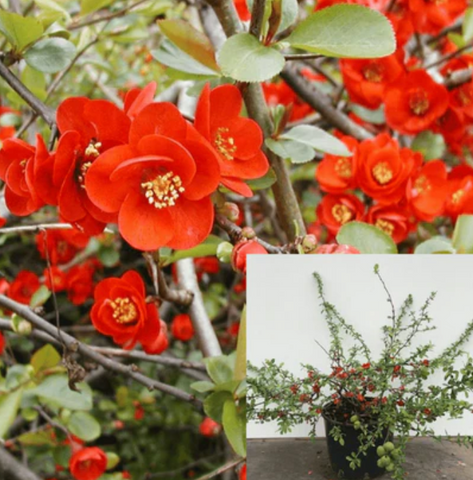 Chaenomeles Hybrid Blood Red 1 Gallon Floweing Quince Single Flower Best