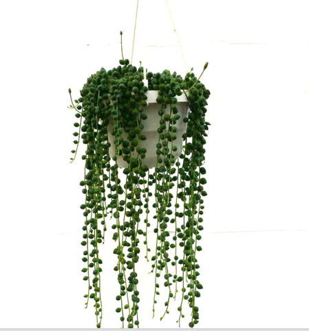 String Of Pearls Plant Pearl string of beads Senecio Rowleyanus Agavaceae succulent 6  Pot Live Plant Ht7 Best