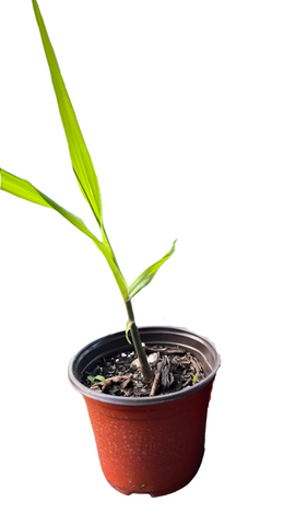 Sugar Cane tree Edible Sweet Black Saccharum Sugarcane Tree Officinarum Veggies Live Plant Ht7 Best 4 pot