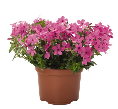Phlox Woodlander Pink 1 Gallon Pot Plant Wild Sweet William Live Plant Mr7Gr7