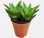 Aloe juvenna mini Tiger Tooth aloe vera succulent Live Plant 4in pot