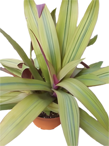 Rhoeo Amber Wave 4Inches Pot Moses In The Cradle Plant Boat Lily Tradescantia Spathacea Live Plant Ht7