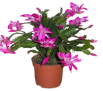 Christmas Cactus Zygocactus Purple 6  pot Schlumbergera Bridgesii Flower live plant Ht7