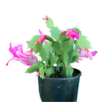 Christmas Cactus Zygocactus Light Pink Plant 6  Pot Schlumbergera Bridgesii succulent Live Plant Ht7 Best