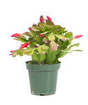 Christmas Cactus Zygocactus Red Schlumbergera Bridgesii Flower Ht7 Best Gift 6  pot