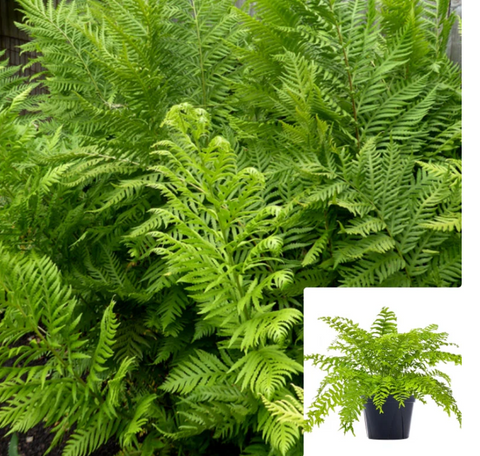 Woodwardia Fimbriata 5 Gallon Plant Giant Chain Fern Bushes Live Plant Outdoor Gr7Ht7
