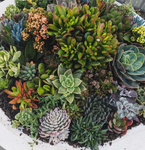 Succulents Assorted 2 Gallon Succulent Tba Indoor Cactus Live Plant Gr7