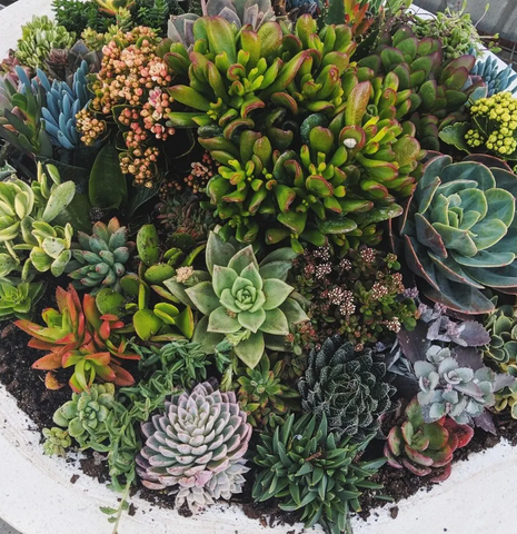 Succulents Assorted 2 Gallon Succulent Tba Indoor Cactus Live Plant Gr7