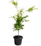 Acer Palmatum 5 Gallon Japanese Maple Plant Tree Live Plant Gr7