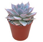 Echeveria Growjoy Subsessilis Blue Echeveria 4Inches Pot Live Plant Ht7