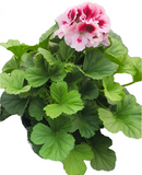 Geranium Rose Bicolor Cherry 1 Gallon Ht7 Elegance Plant Martha Washington Live Plant Ht7