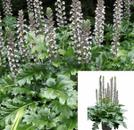 Acanthus Mollis 1 Gallon Purple Flower Breeches Sea Dock Bears Foot Best Shrub Live Plant Ht7