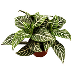 Zebra Plant 6Inches Pot Aphelandra Squarrosa White Stripe Yellow Flower Indoor Live Plant Pr7