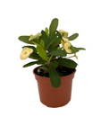 Euphorbia Milii Maxi Helios 4inches Plant Yellow Euphorbia Crown of Thorns Christ Thorn Live Plant Pr7