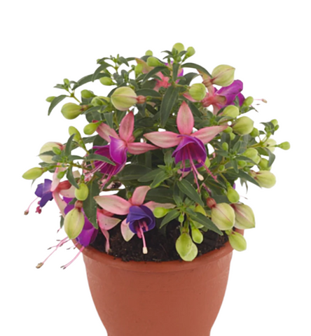 Fuchsia Ballerina Brise 1 Gallon Fuchsia Flower Plant Outdoor Live Plant Pr7 Ht7