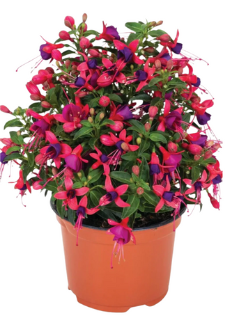 Fuchsia Ballerina Pirovette 1 Gallon Fuchsia Flower Plant Outdoor Live Plant Pr7 Ht7