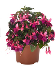 Fuchsia George Bartlett 1 Gallon purple pink  Fuchsia Lady Eardrops Flower Plant Outdoor Live Plant Pr7 Ht7