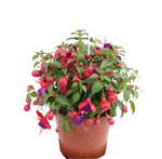 Fuchsia Jollies Nantes 1 Gallon purple pink Fuchsia Flower Plant Outdoor Live Plant Pr7 Ht7