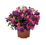 Fuchsia Lago Grande 1 Gallon Fuchsia Flower Plant Outdoor Live Plant Pr7 Ht7
